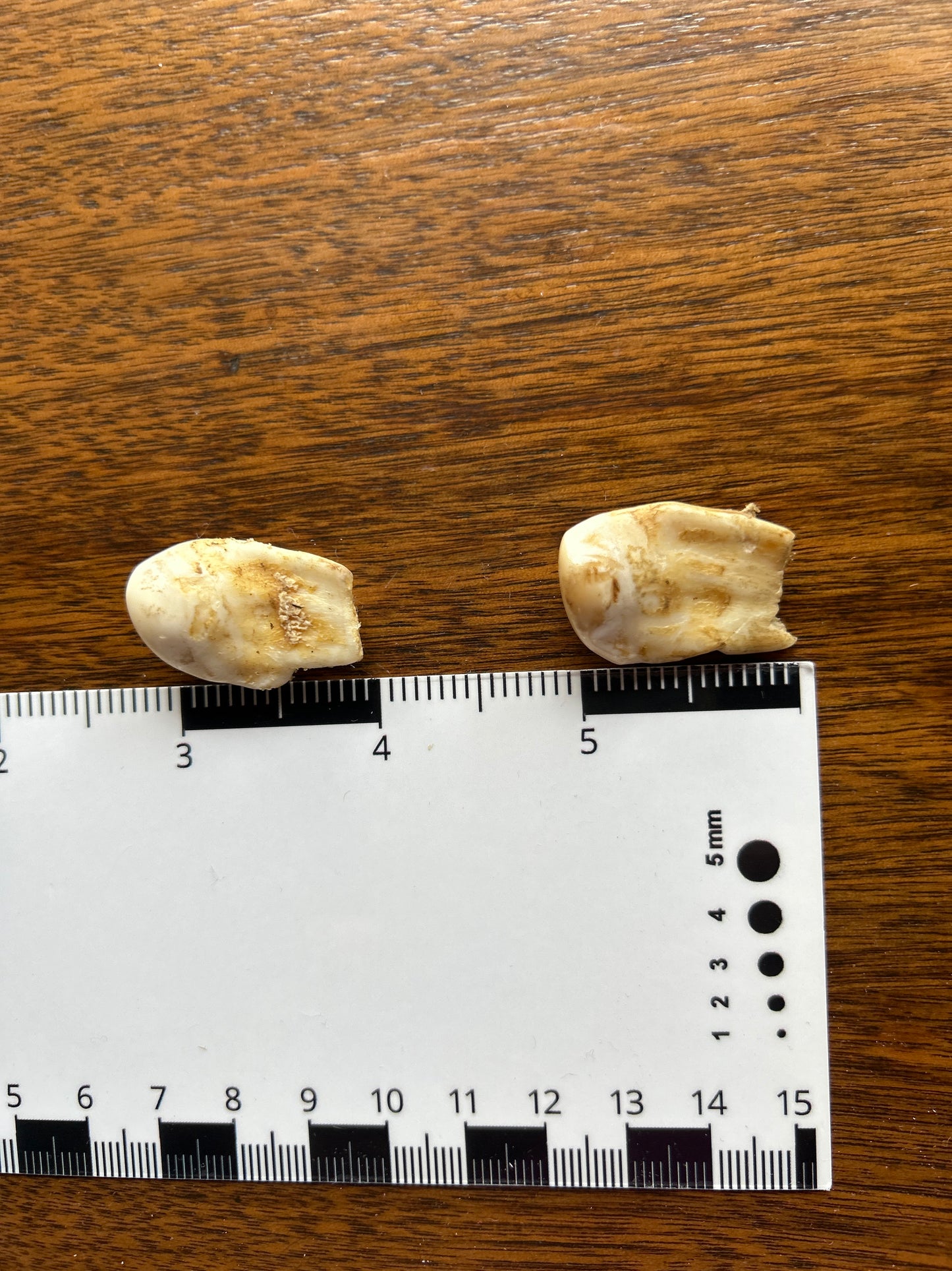 Bull Elk Teeth Pair (Vintage) EB12