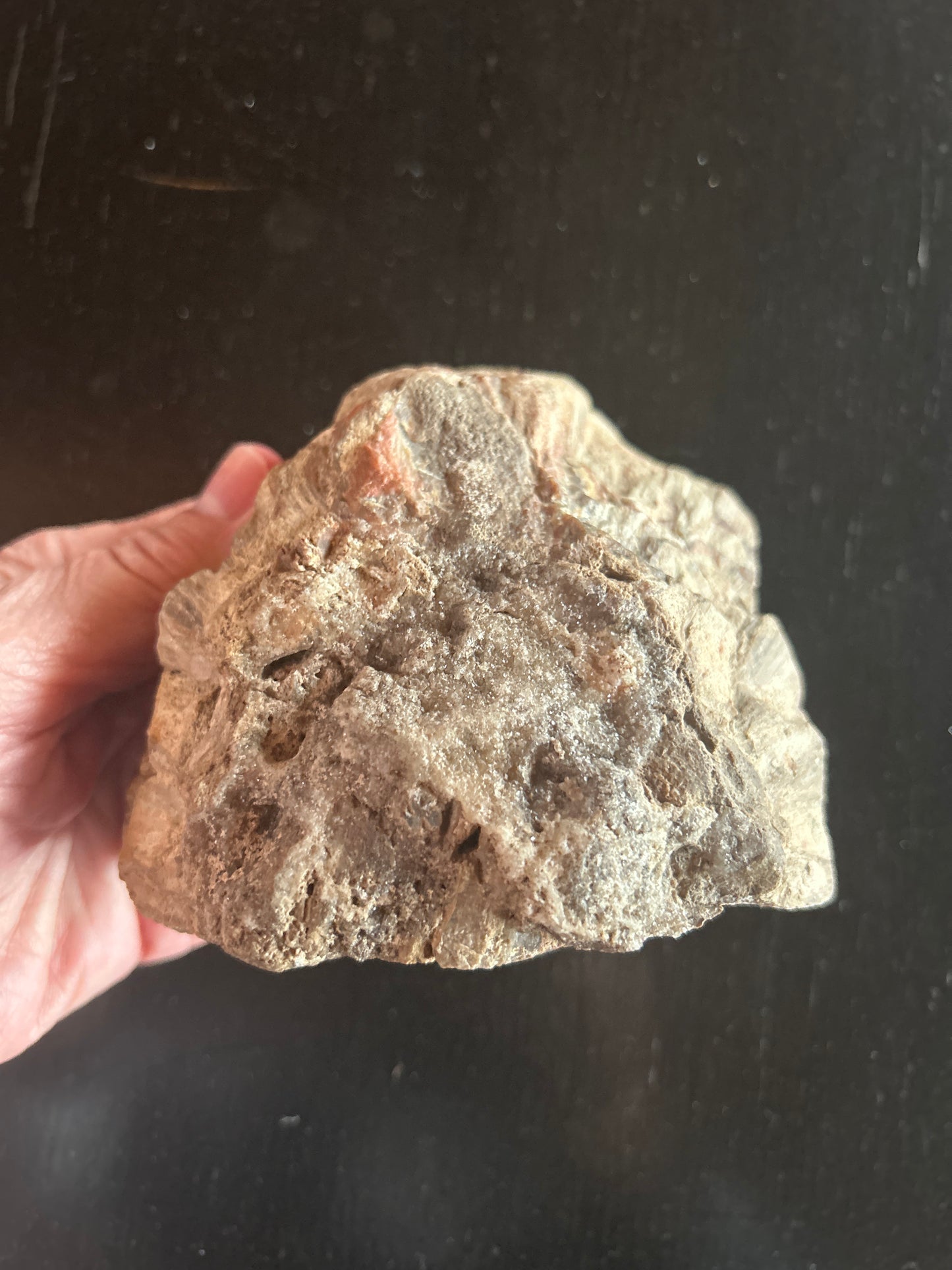 Fossil Cycad Cretaceous Cycadeoidea sp. 3.5 in x 4 in CY62