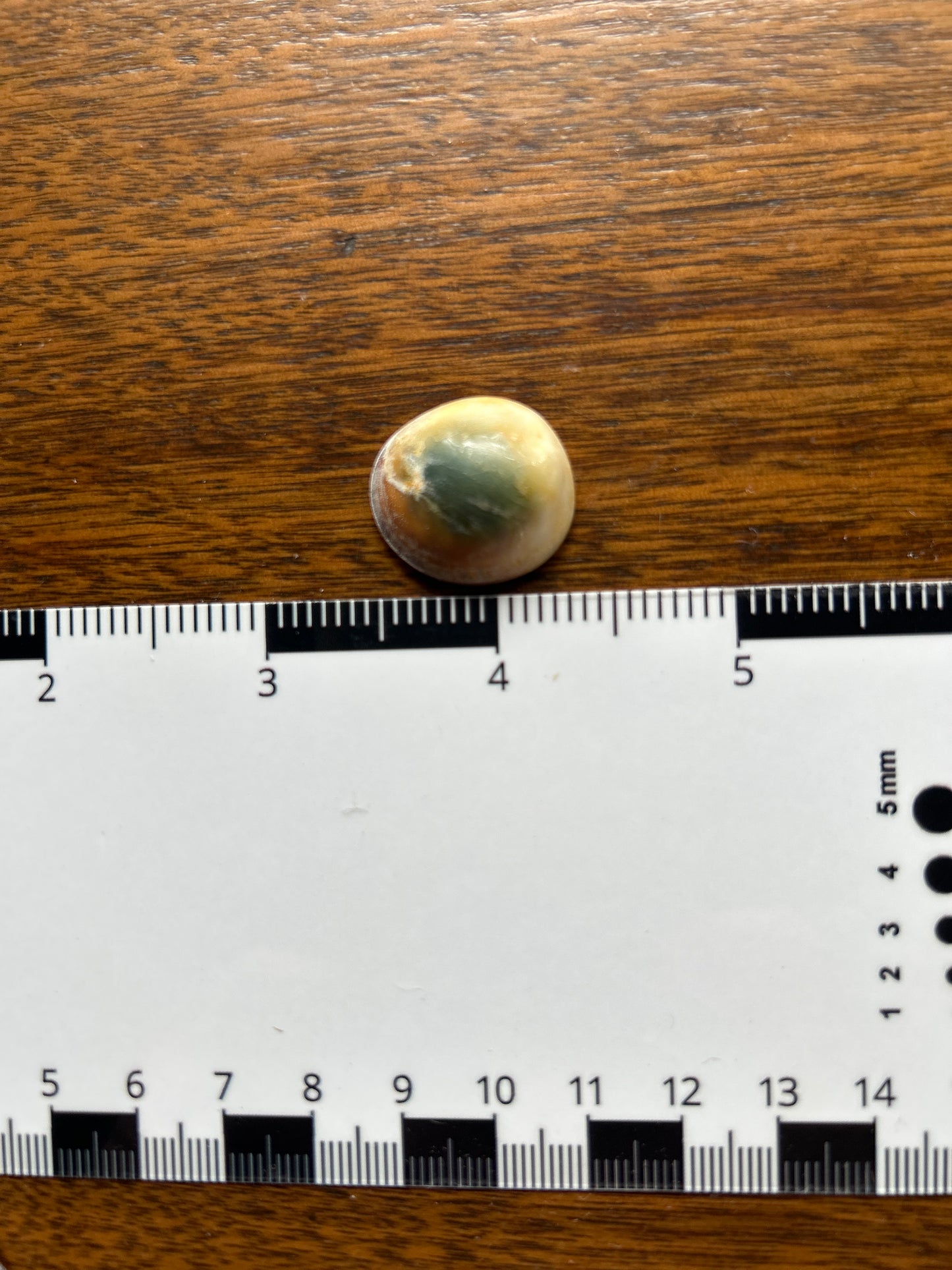 Turban Shell Operculum Eye of Shiva Single (SH30)