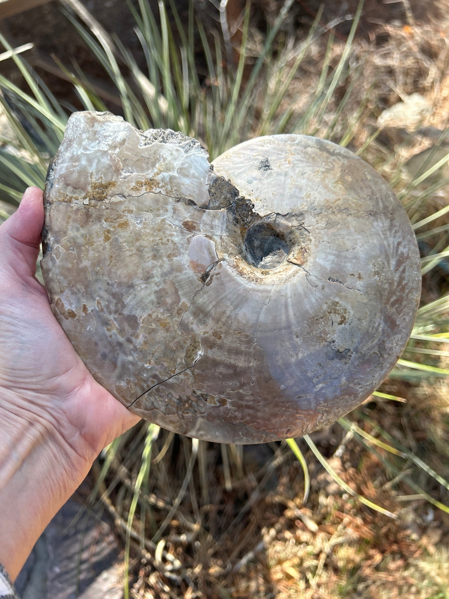Placenticeras meeki ammonite 8 in x 7 in AP73