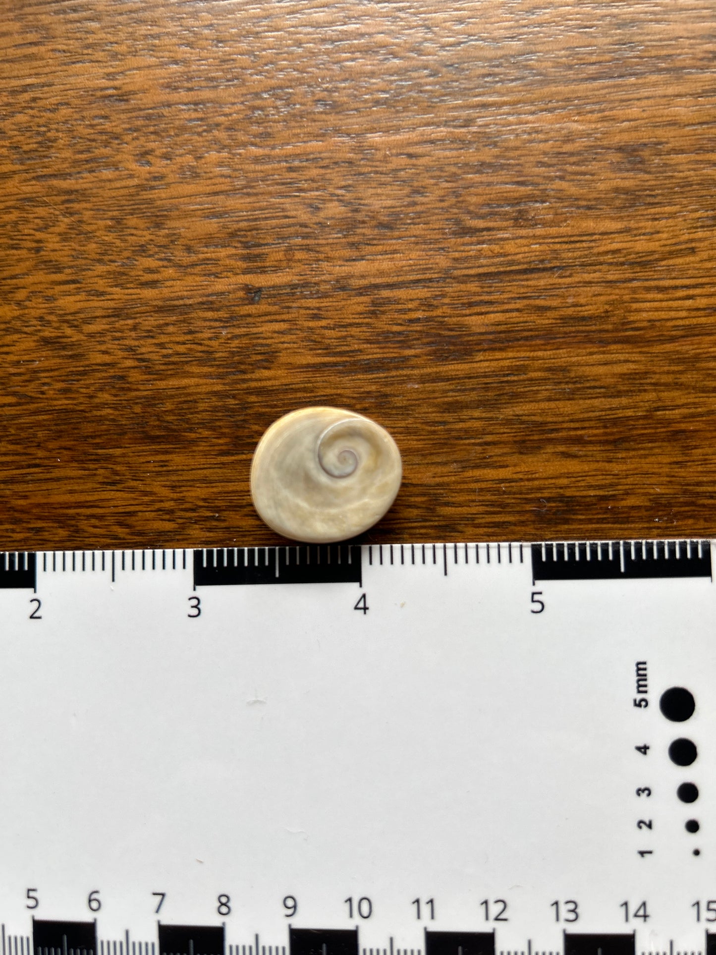 Turban Shell Operculum Eye of Shiva Single (SH30)
