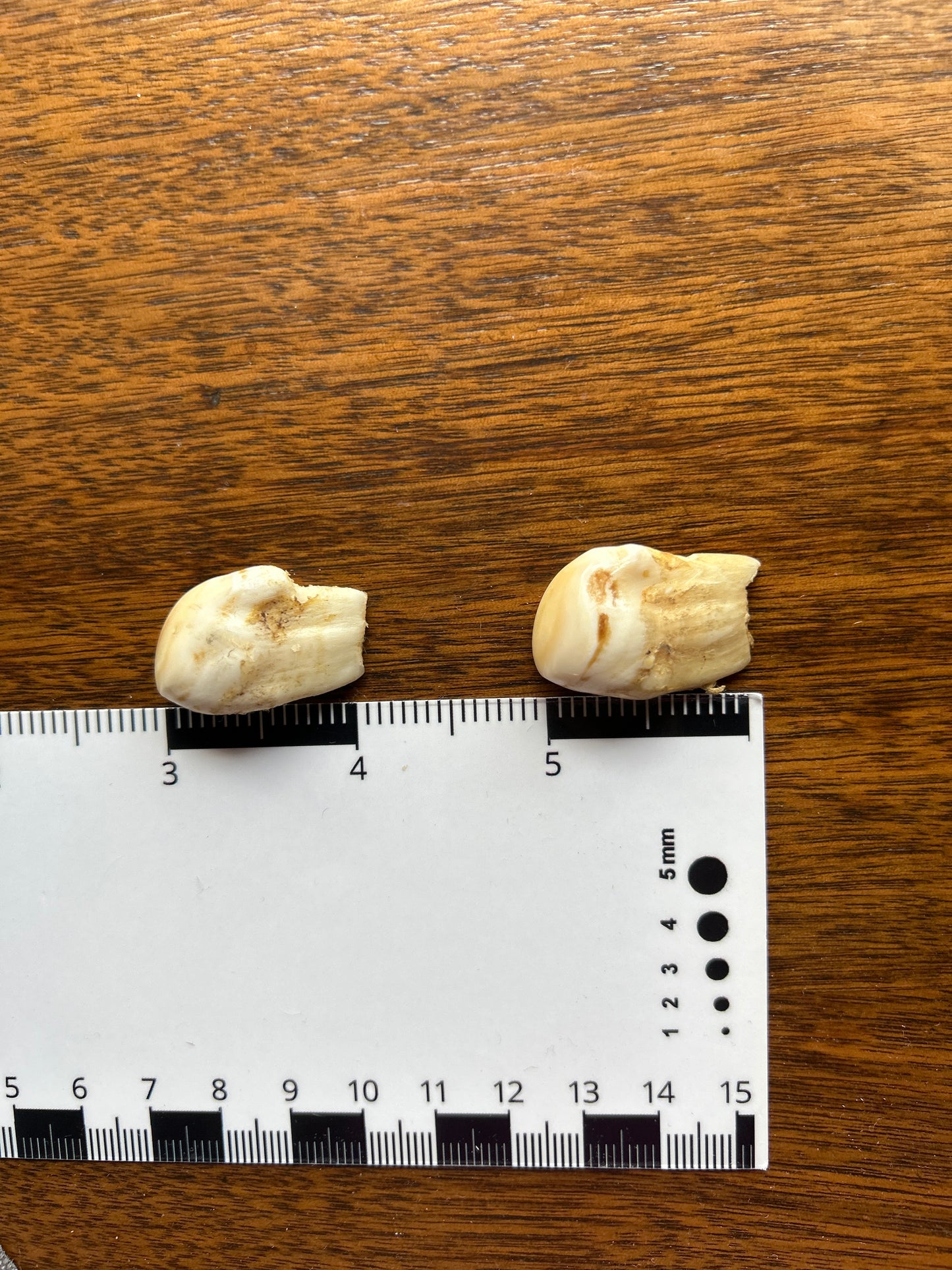 Bull Elk Teeth Pair (Vintage) EB12