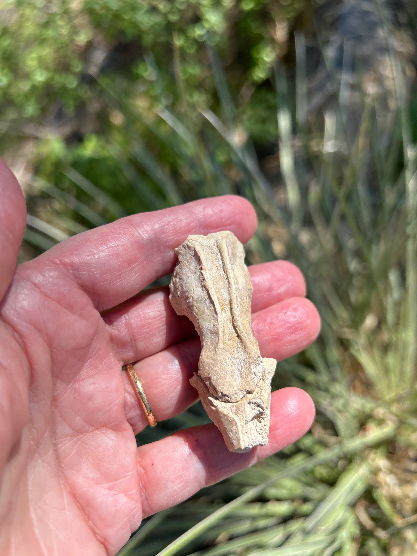 Leptictis Skull (BU 850)