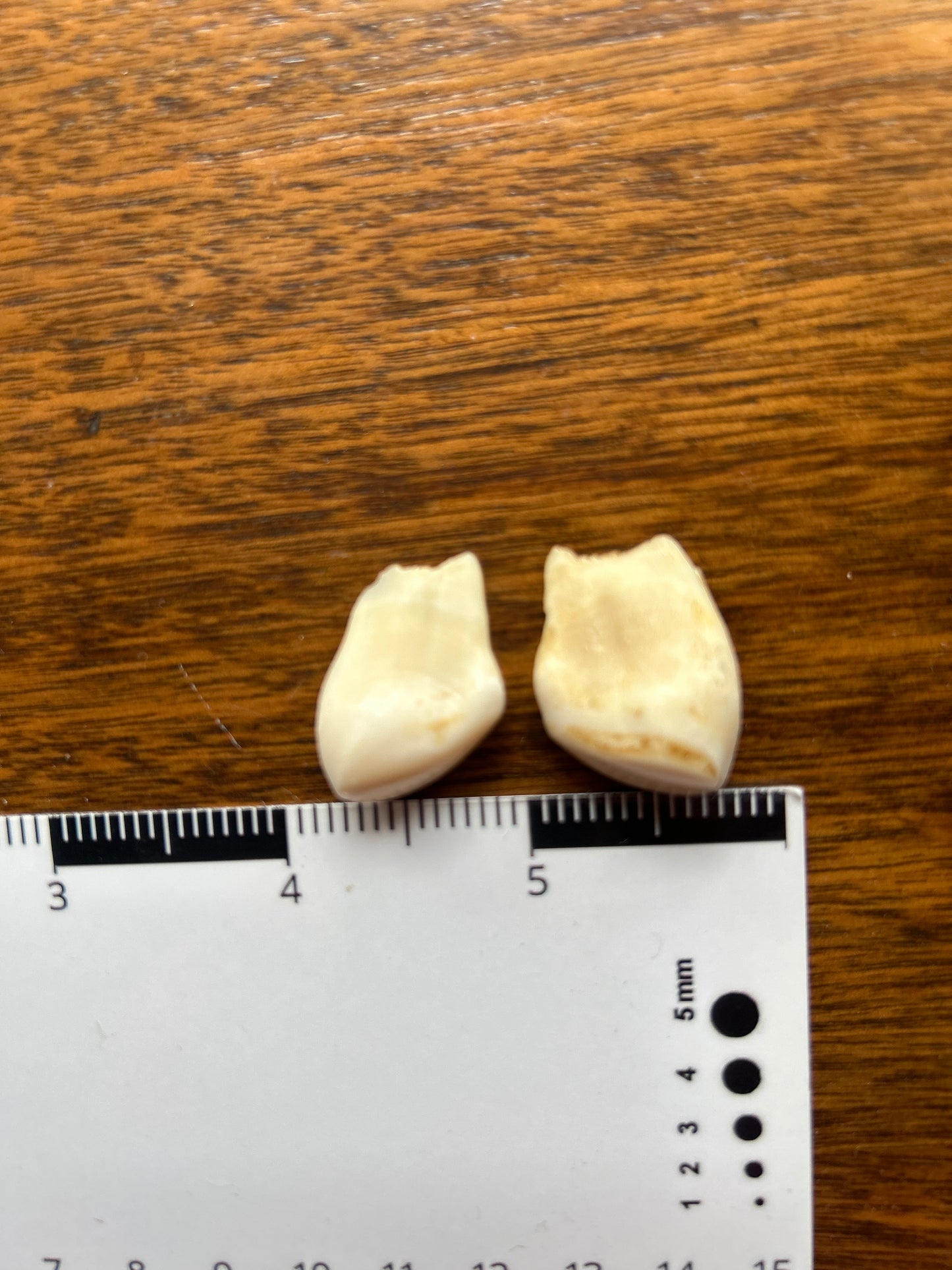 Bull Elk Teeth Pair (Vintage) EB11