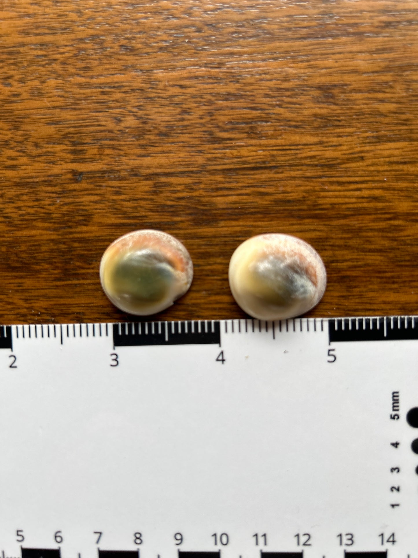 Turban Shell Operculum Eye of Shiva Pair (SH23)