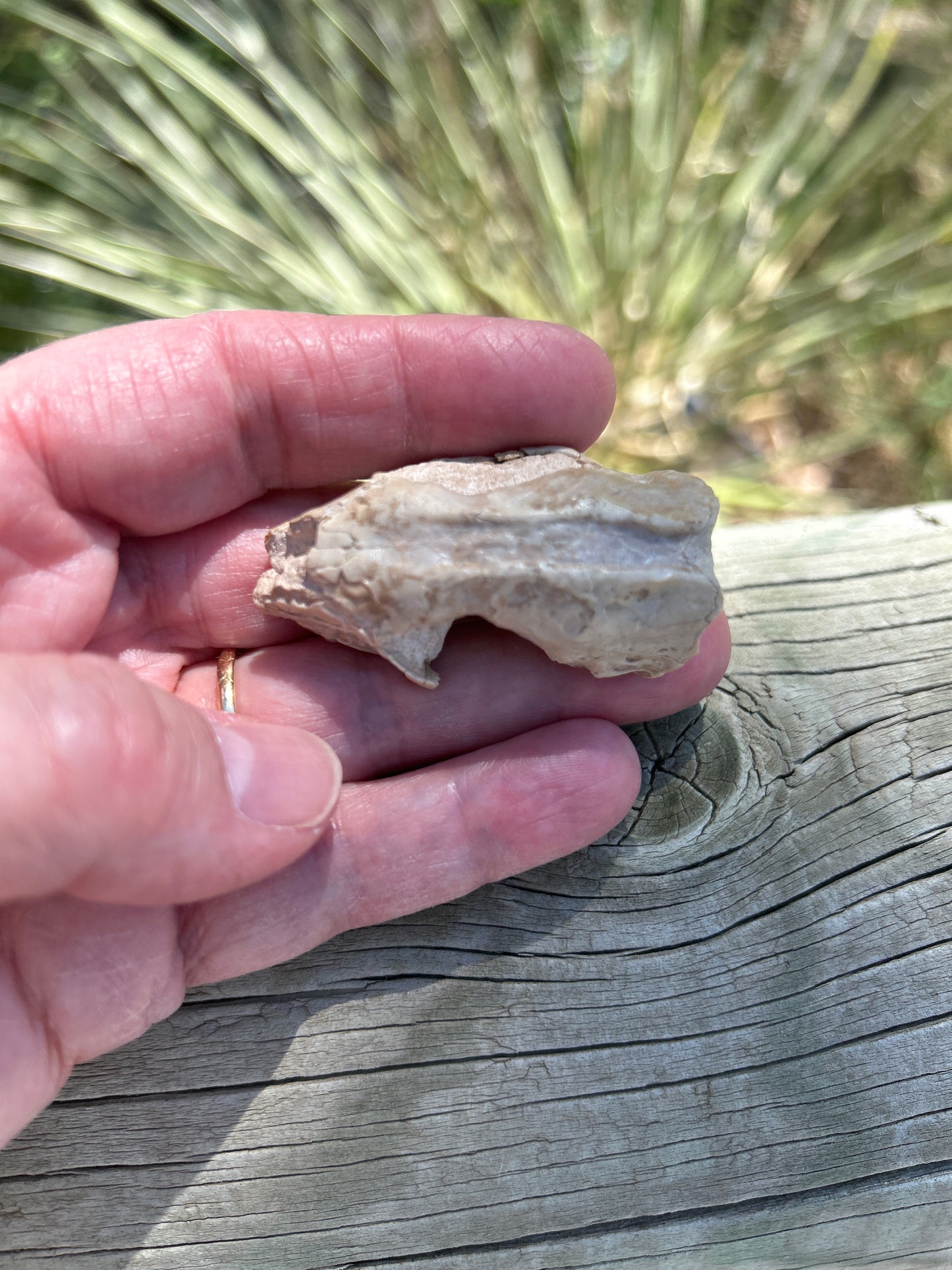 Leptictis Skull (BU 851)