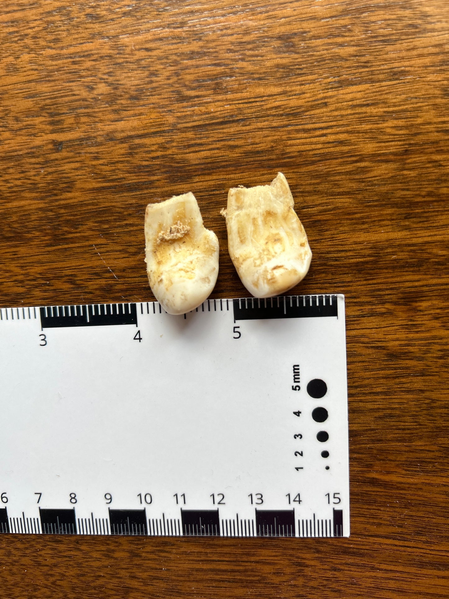 Bull Elk Teeth Pair (Vintage) EB12