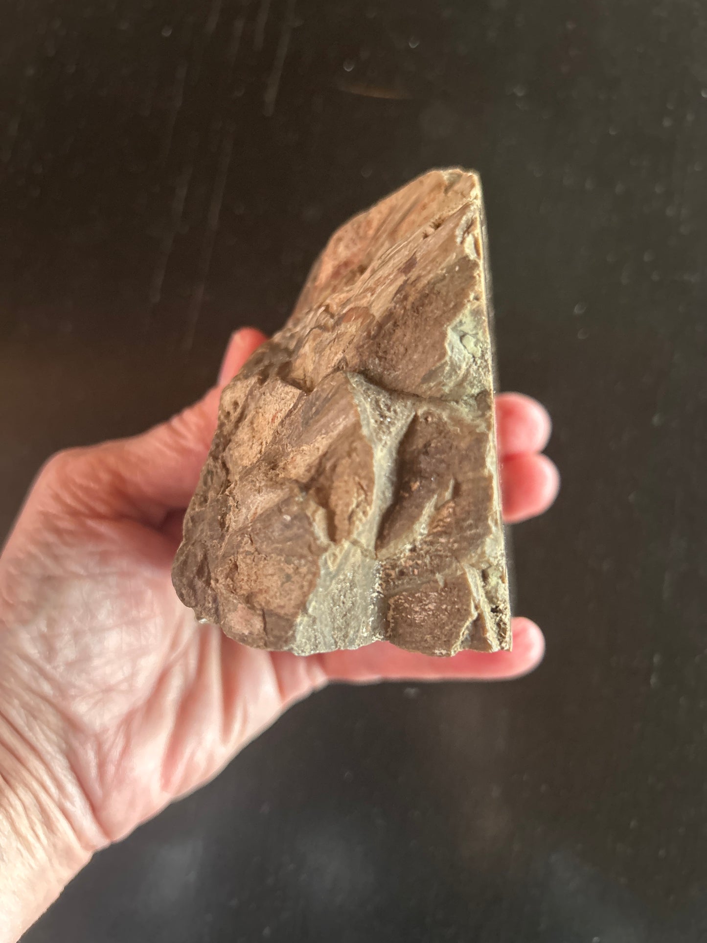 Fossil Cycad Cretaceous Cycadeoidea sp. 3.5 in x 4 in CY62