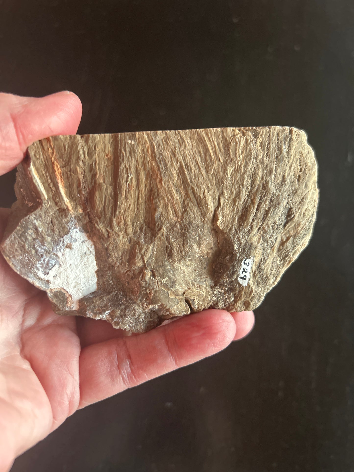 Fossil Cycad Cretaceous Cycadeoidea sp. 3.5 in x 4 in CY62