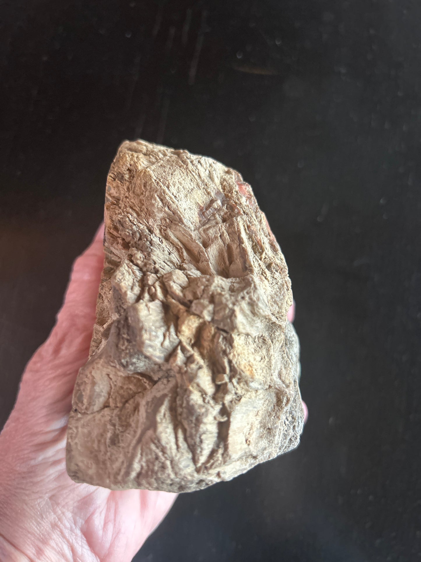Fossil Cycad Cretaceous Cycadeoidea sp. 3.5 in x 4 in CY62