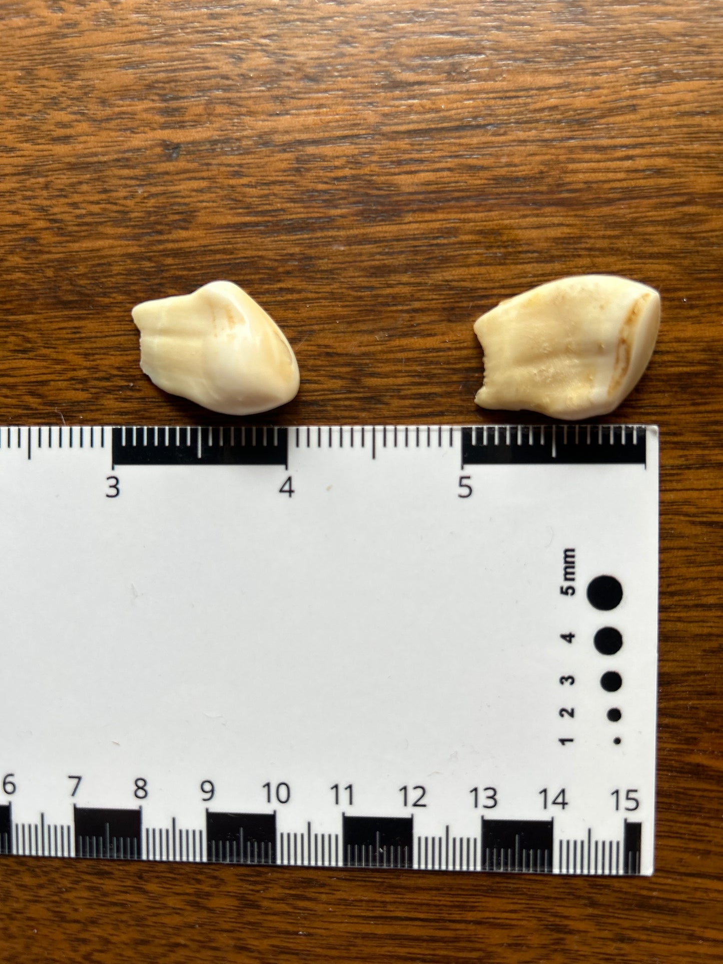 Bull Elk Teeth Pair (Vintage) EB11