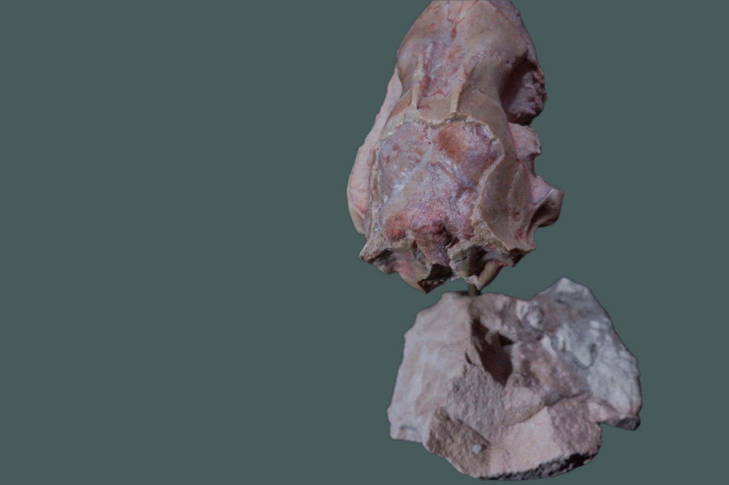 Leptictis Skull with stand (BU797)
