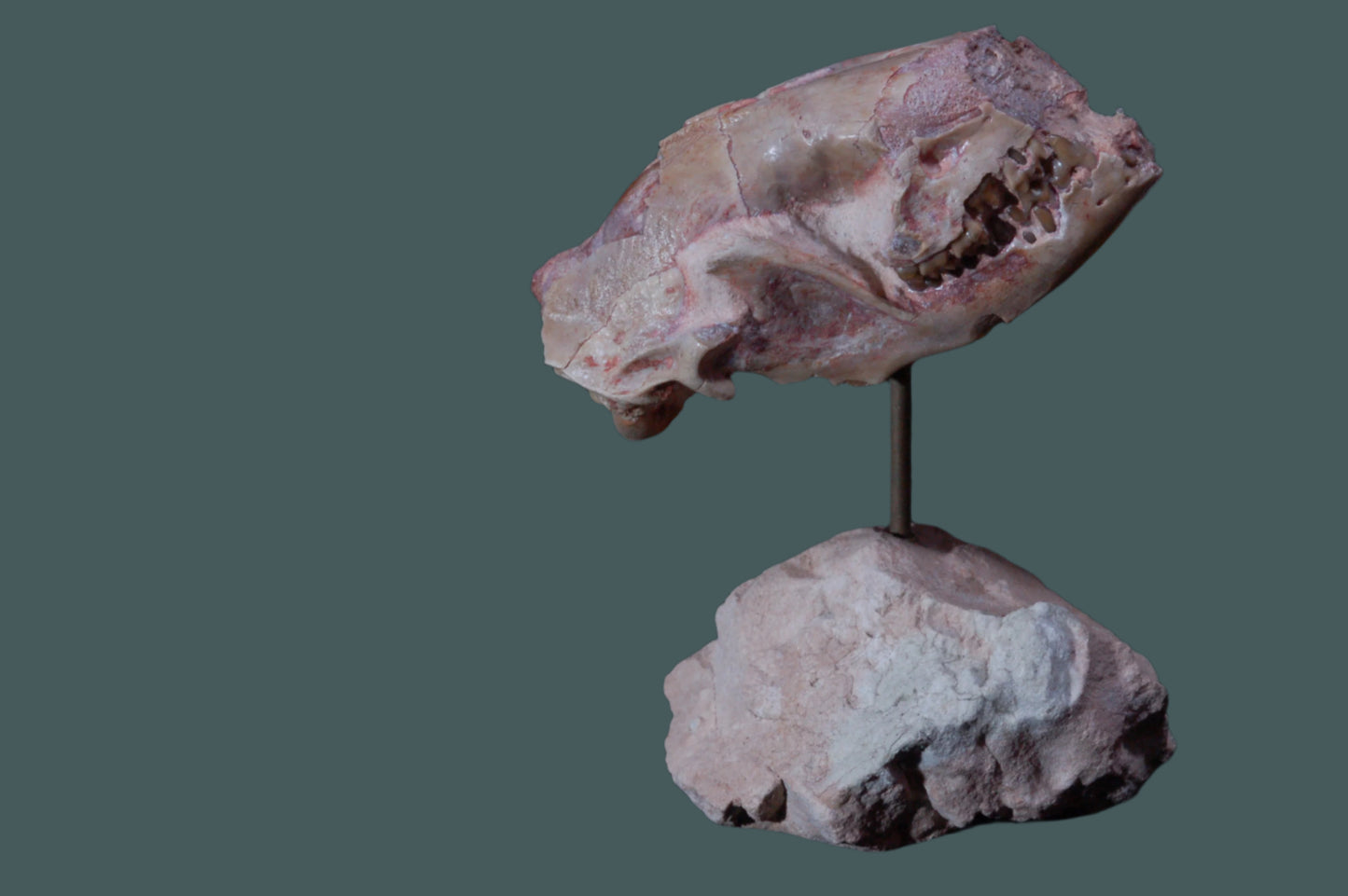 Leptictis Skull with stand (BU797)