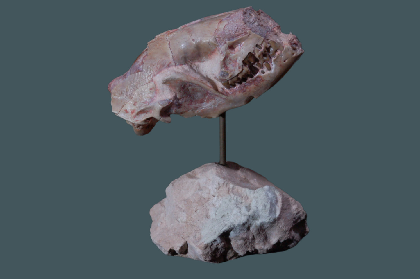Leptictis Skull with stand (BU797)
