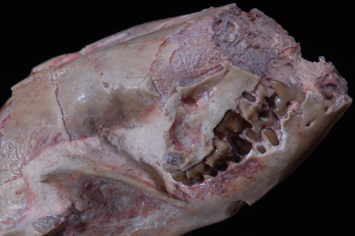 Leptictis Skull with stand (BU797)