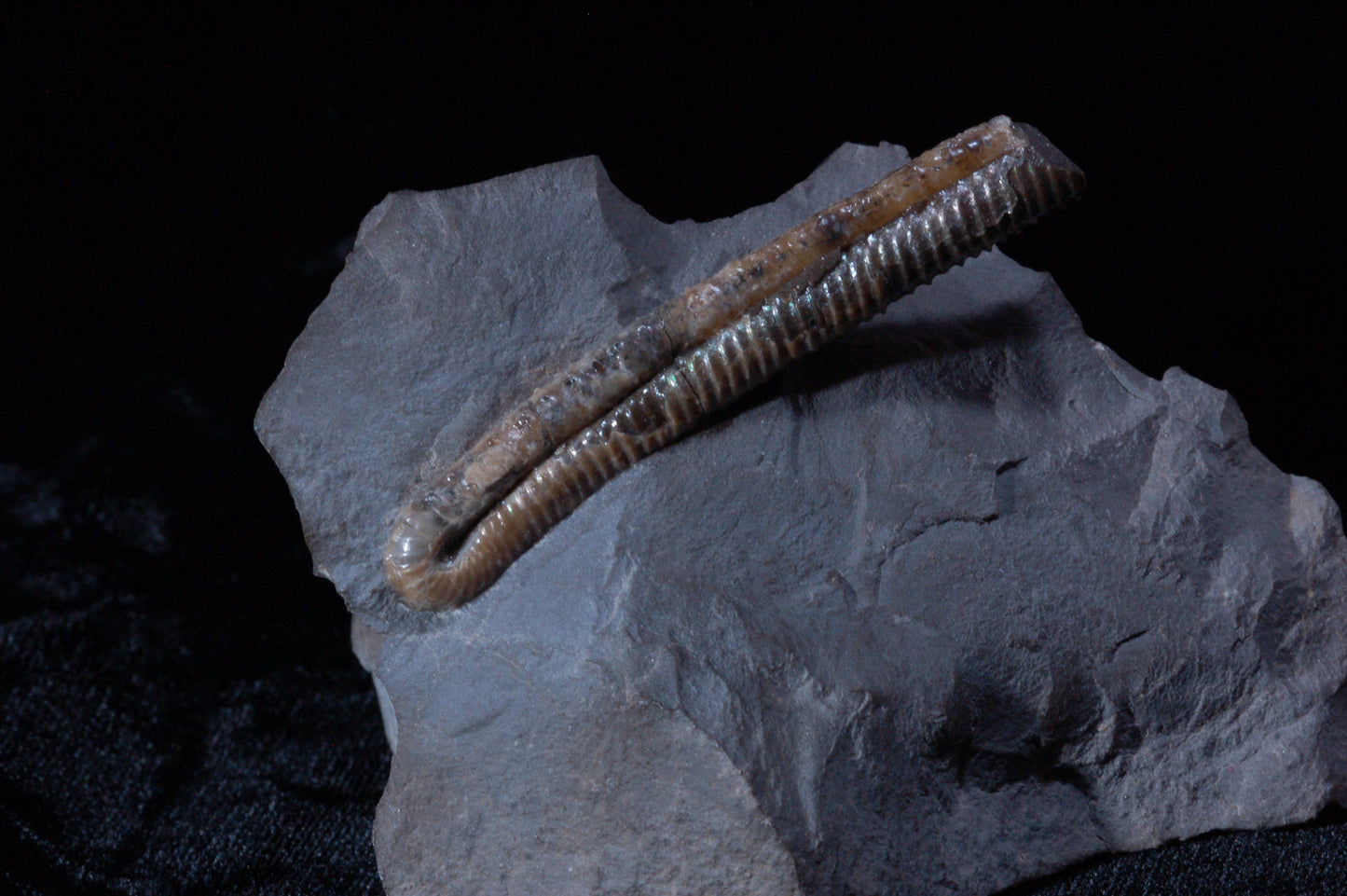 Solenoceras, Ammonite (BU791)