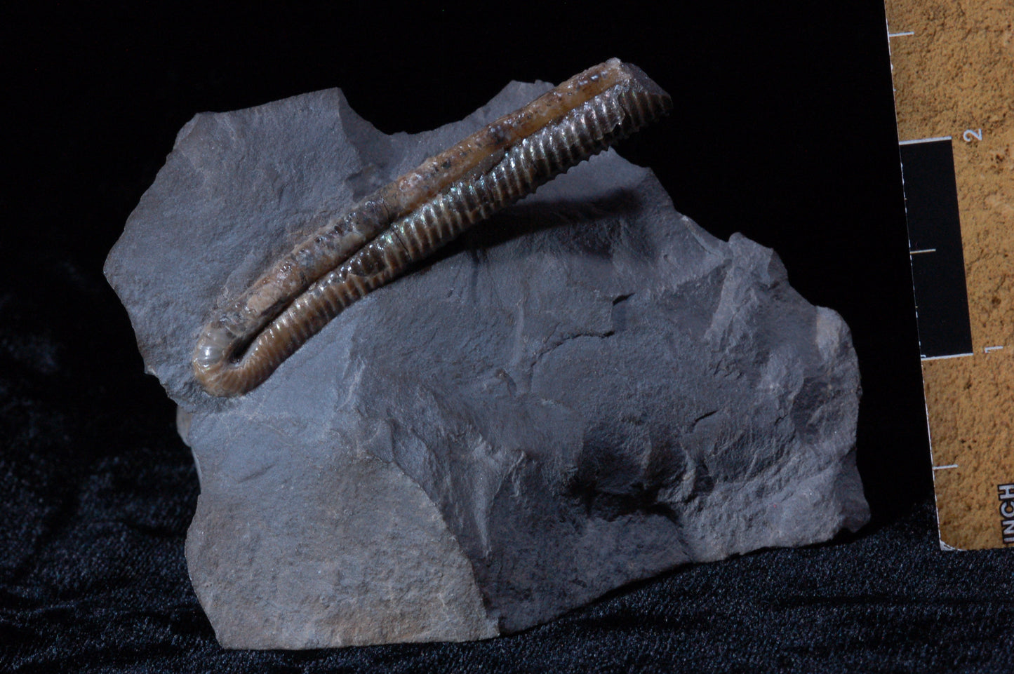 Solenoceras, Ammonite (BU791)