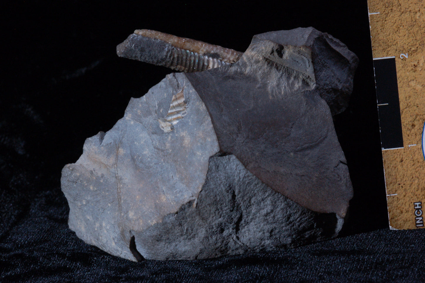 Solenoceras, Ammonite (BU791)
