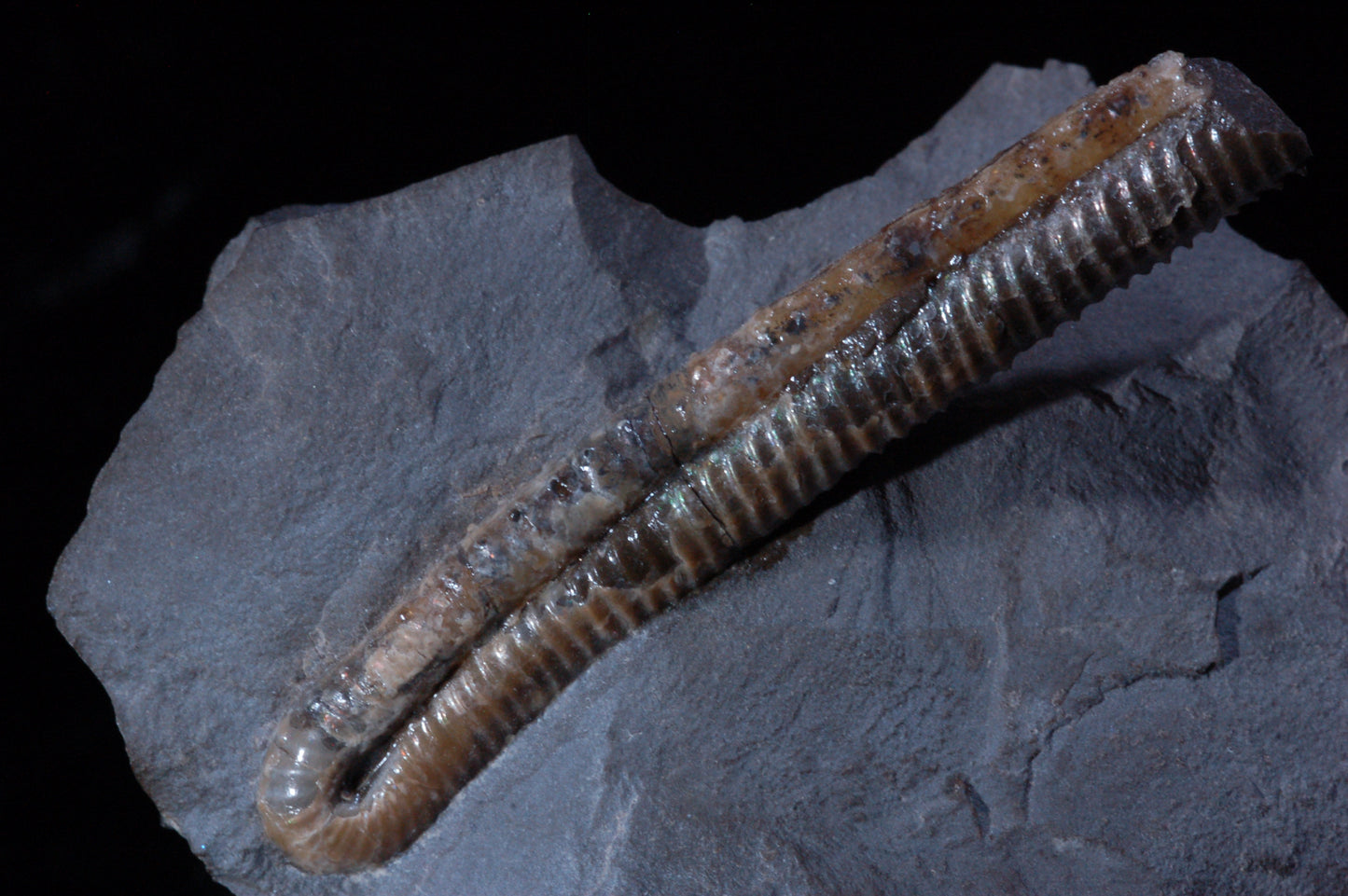 Solenoceras, Ammonite (BU791)