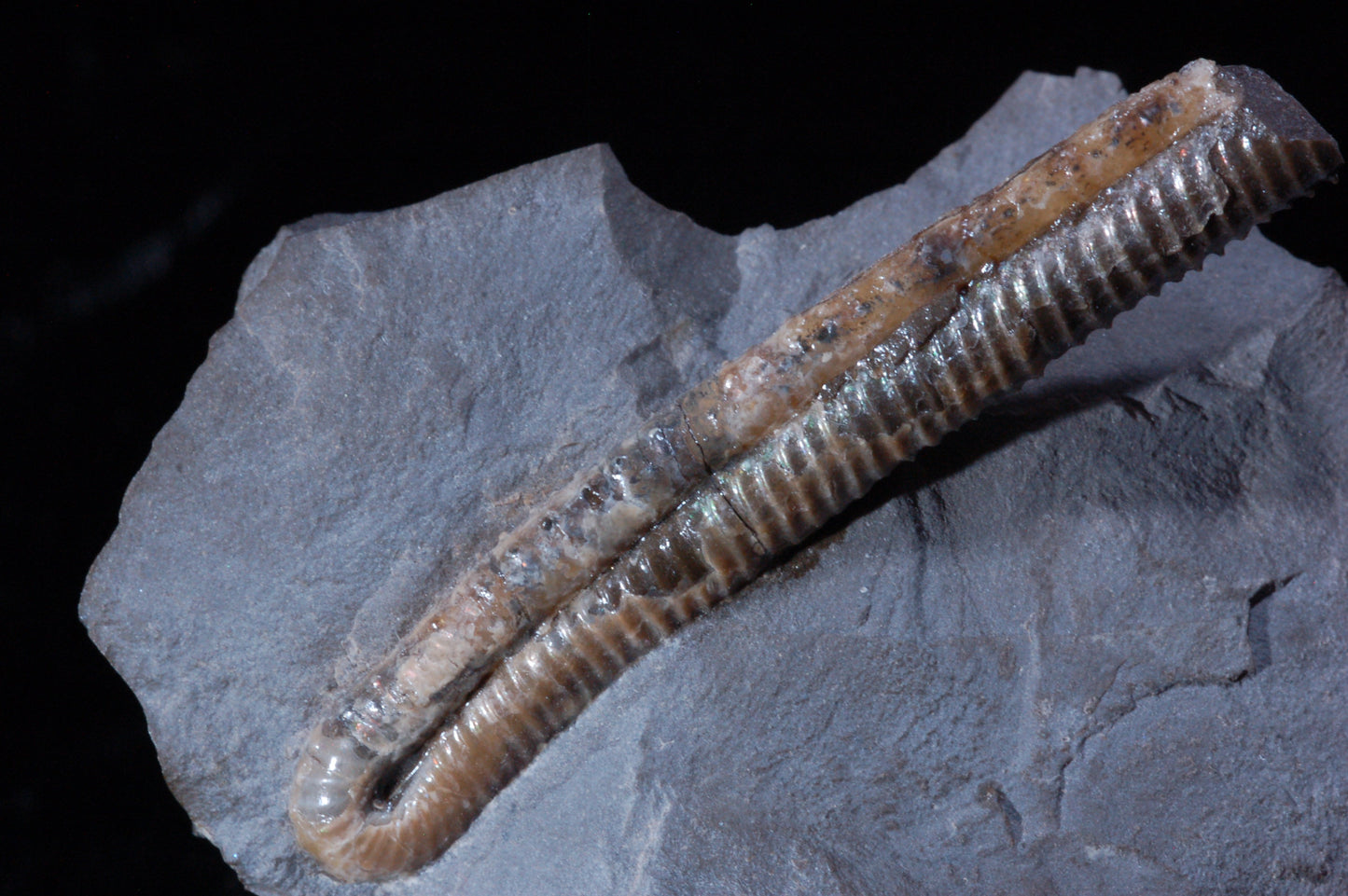 Solenoceras, Ammonite (BU791)