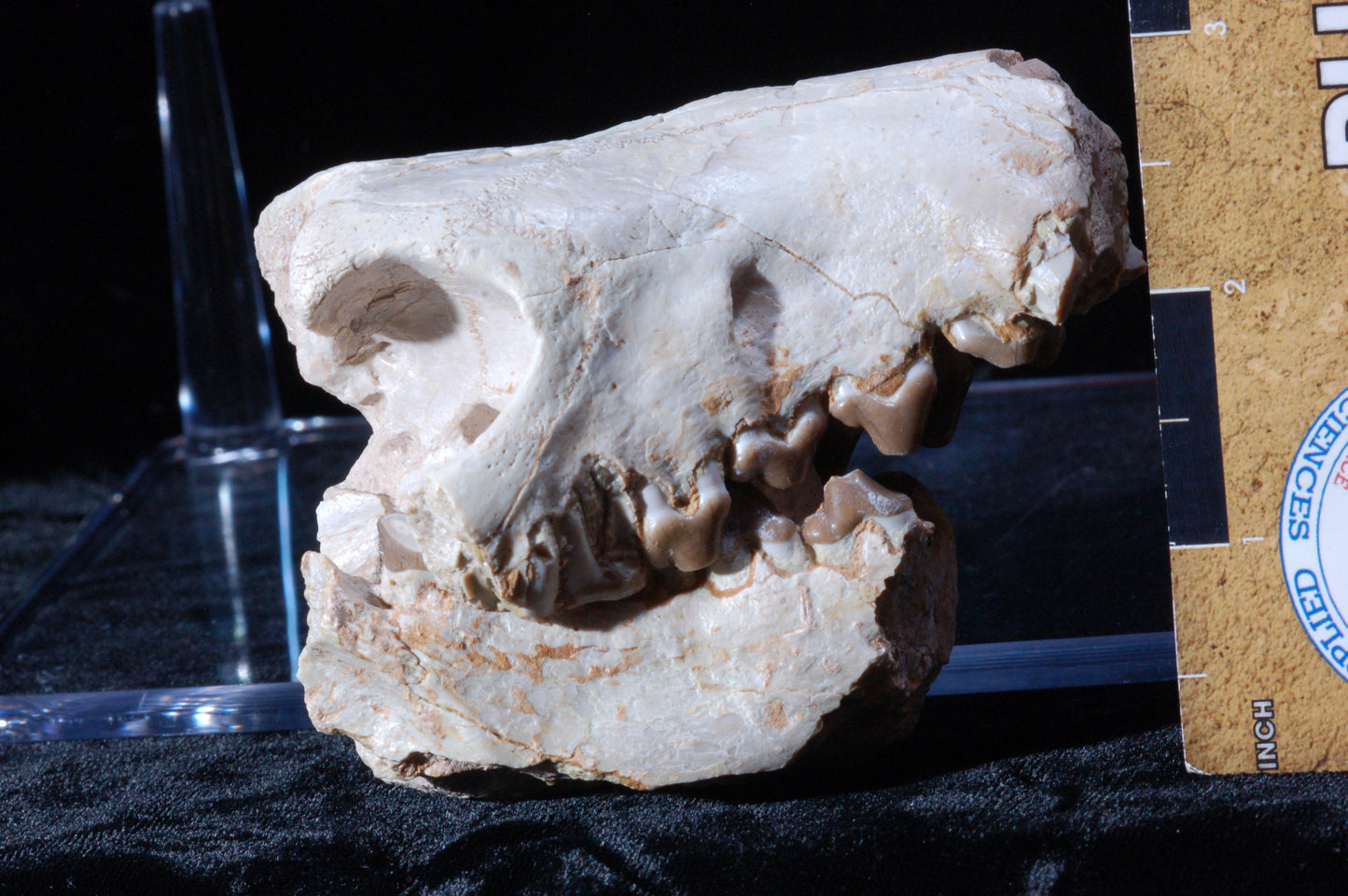 Hyaenodon Skull, Partial (BU 790)