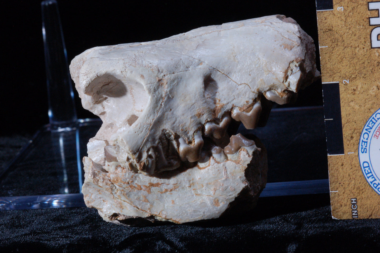 Hyaenodon Skull, Partial (BU 790)