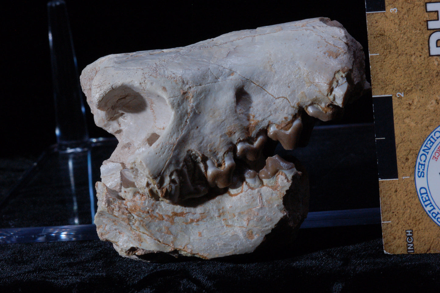Hyaenodon Skull, Partial (BU 790)