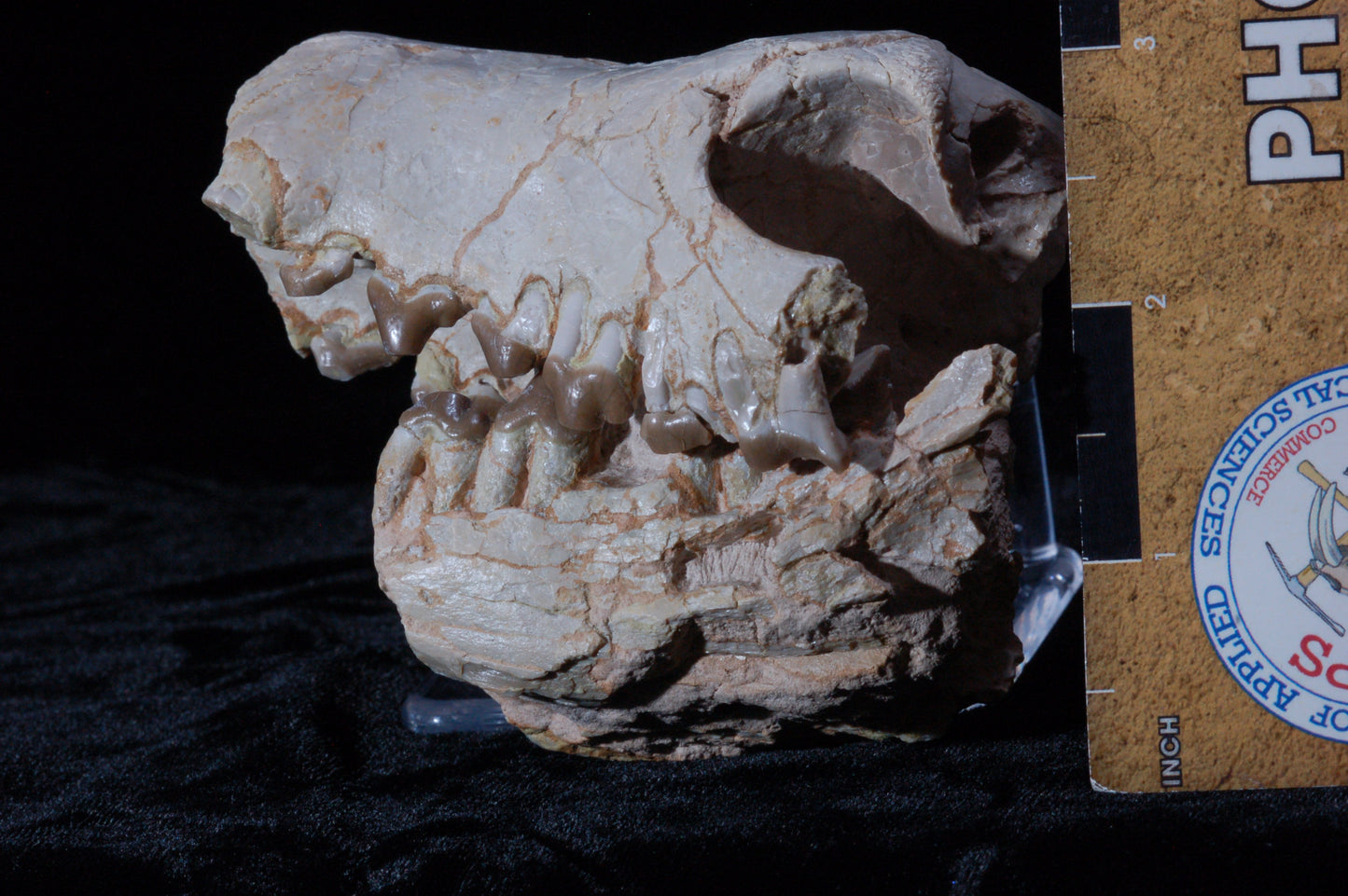 Hyaenodon Skull, Partial (BU 790)