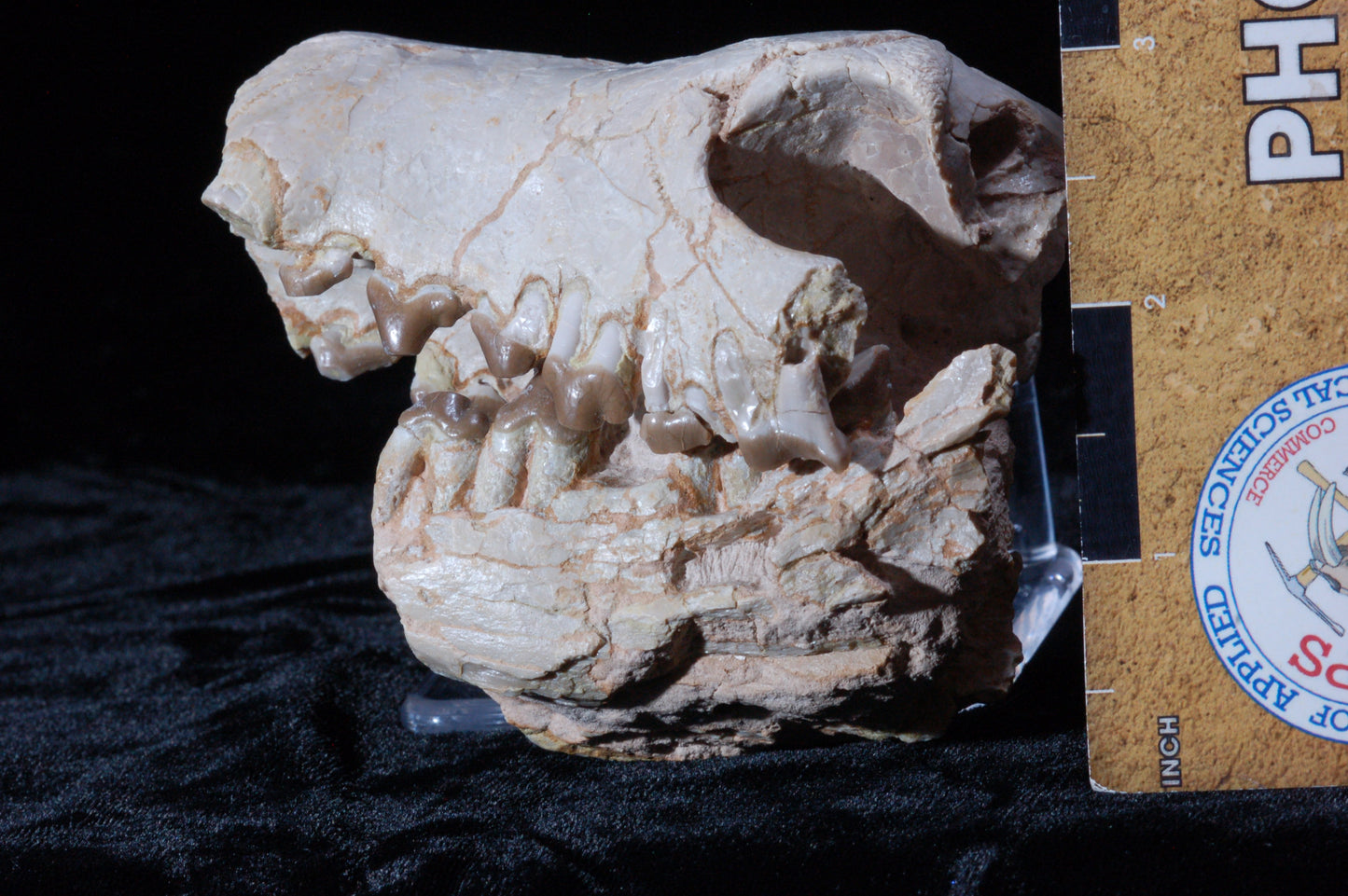 Hyaenodon Skull, Partial (BU 790)