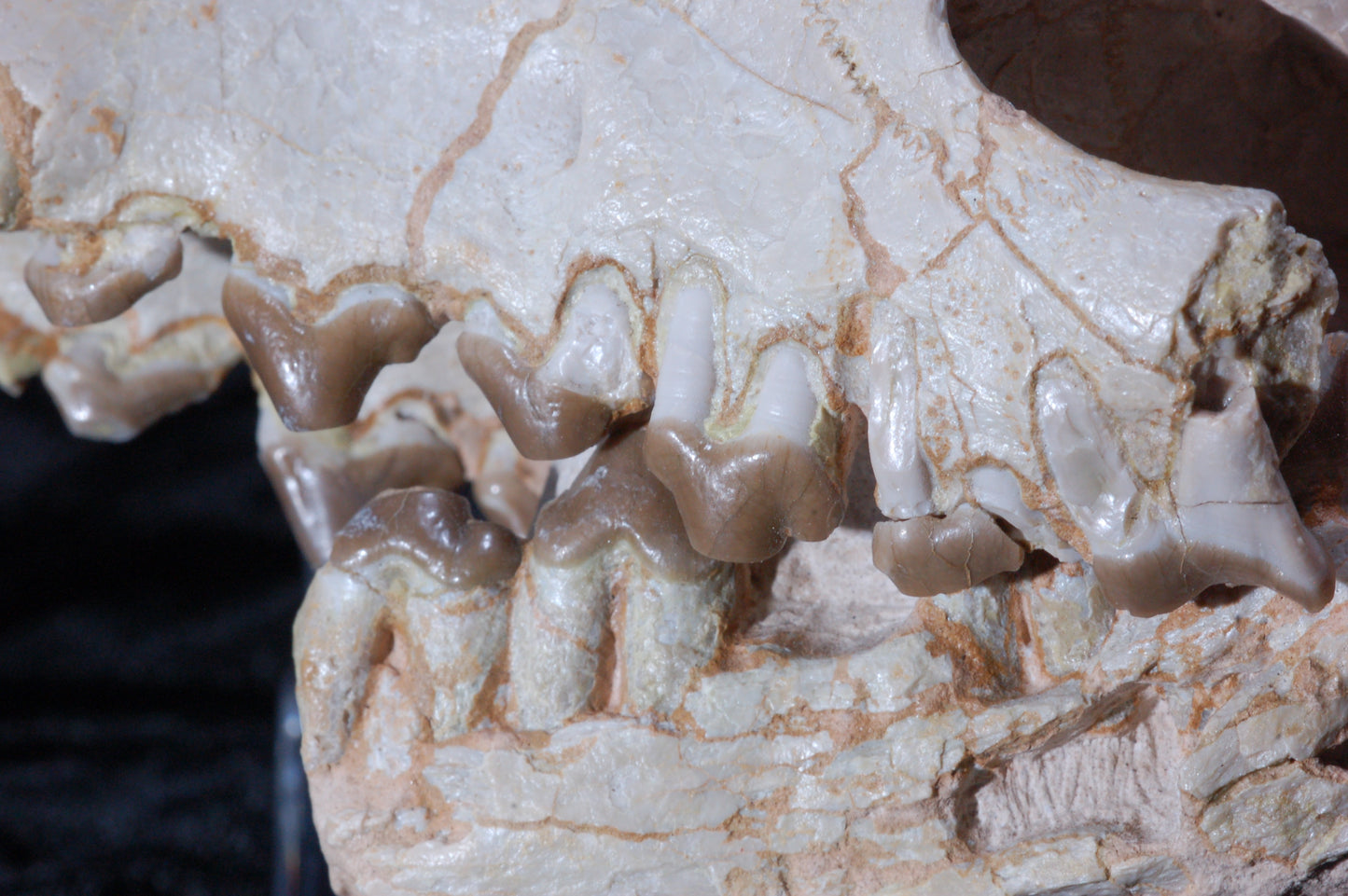 Hyaenodon Skull, Partial (BU 790)