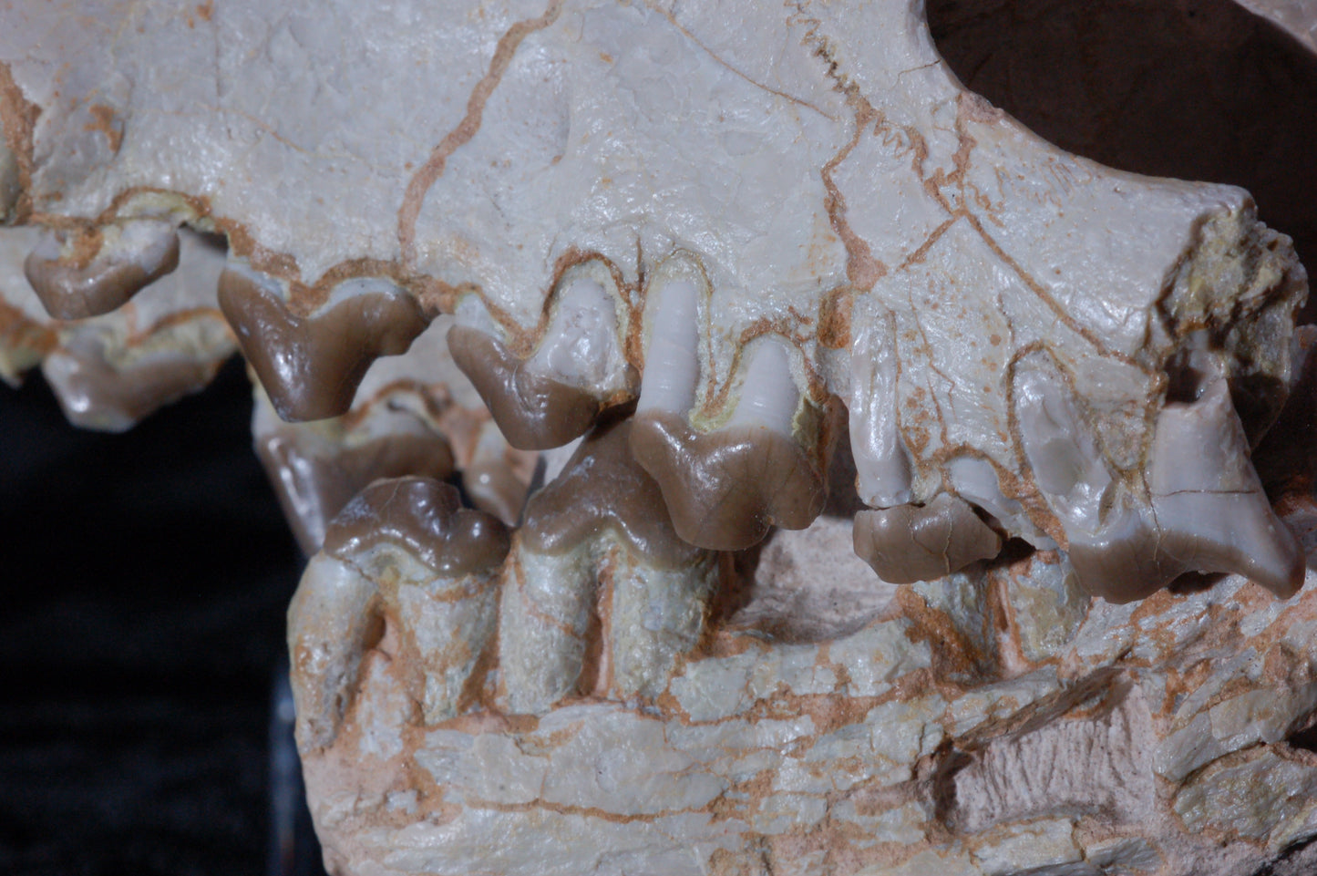 Hyaenodon Skull, Partial (BU 790)