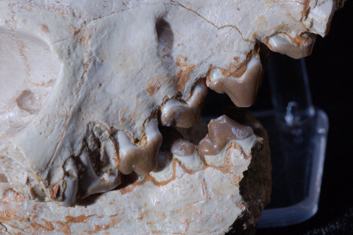 Hyaenodon Skull, Partial (BU 790)