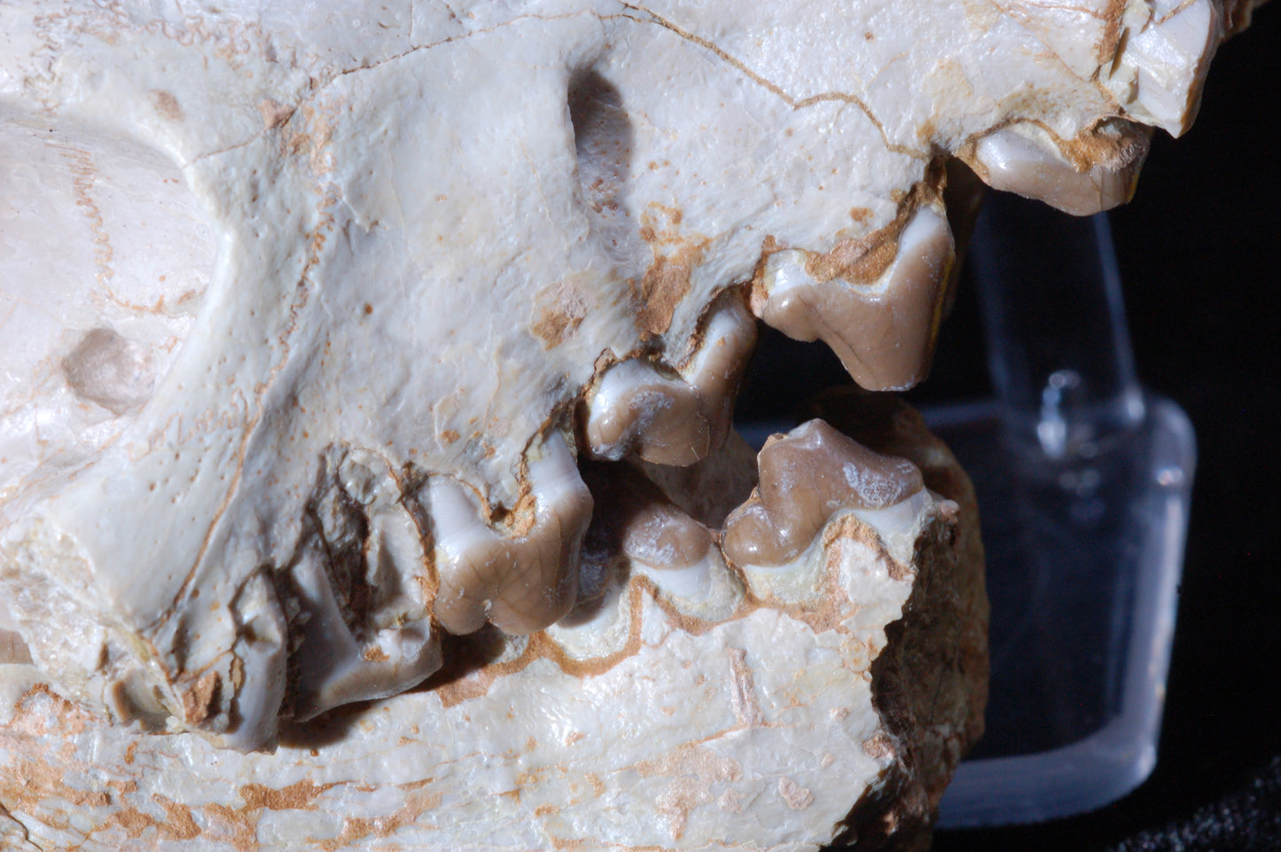 Hyaenodon Skull, Partial (BU 790)