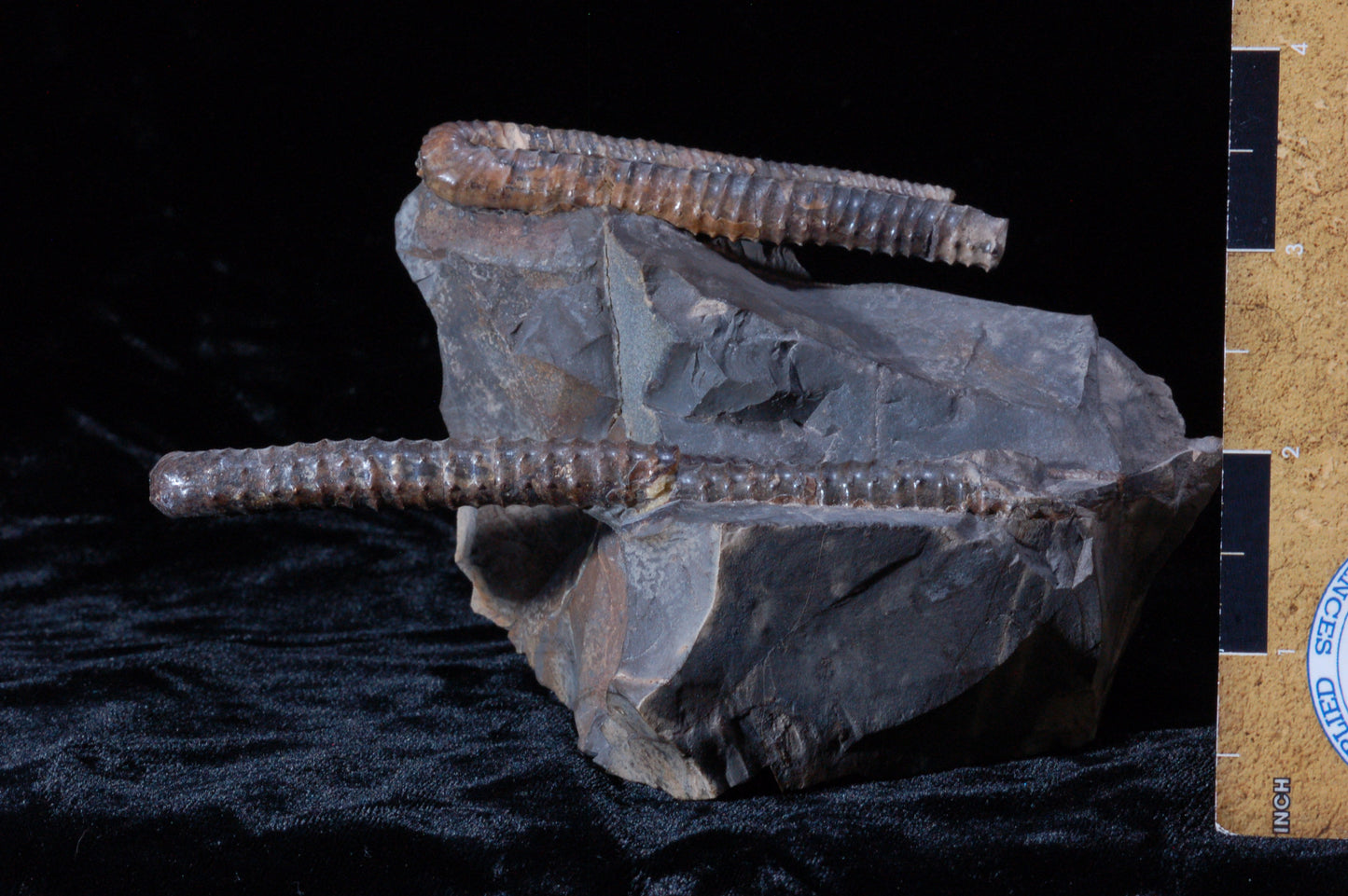 Solenoceras Ammonite, double (BU792)