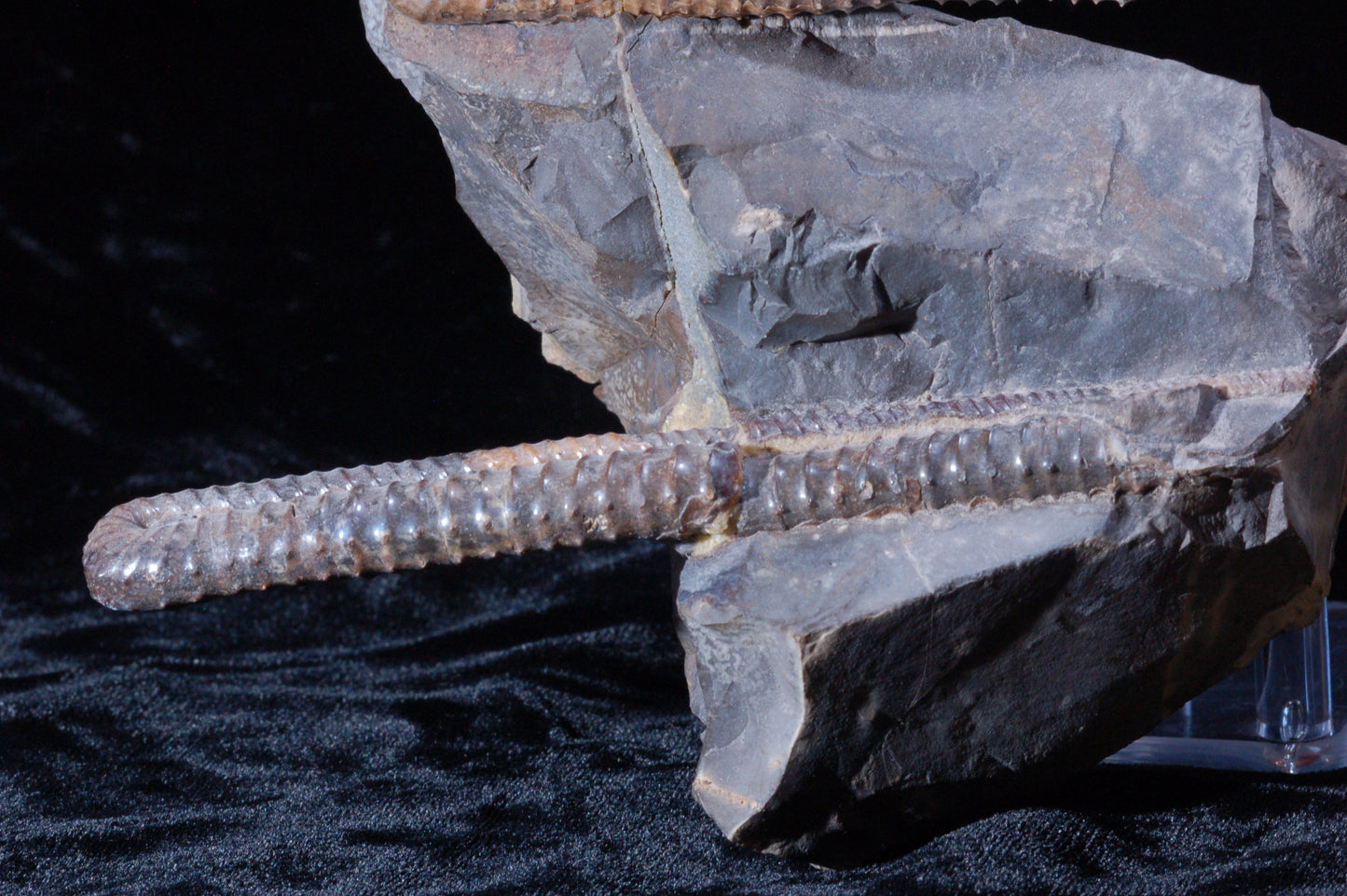 Solenoceras Ammonite, double (BU792)