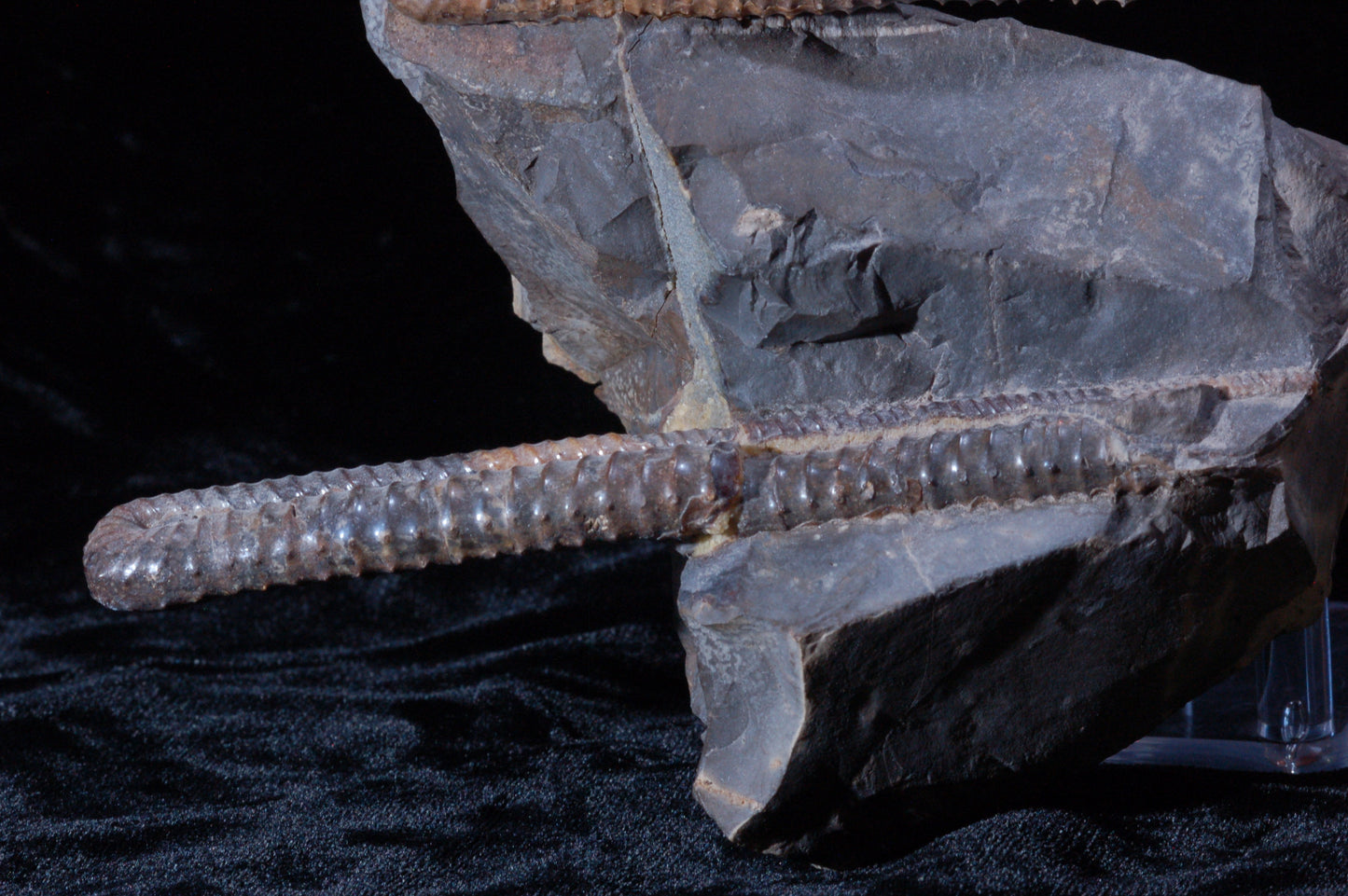Solenoceras Ammonite, double (BU792)