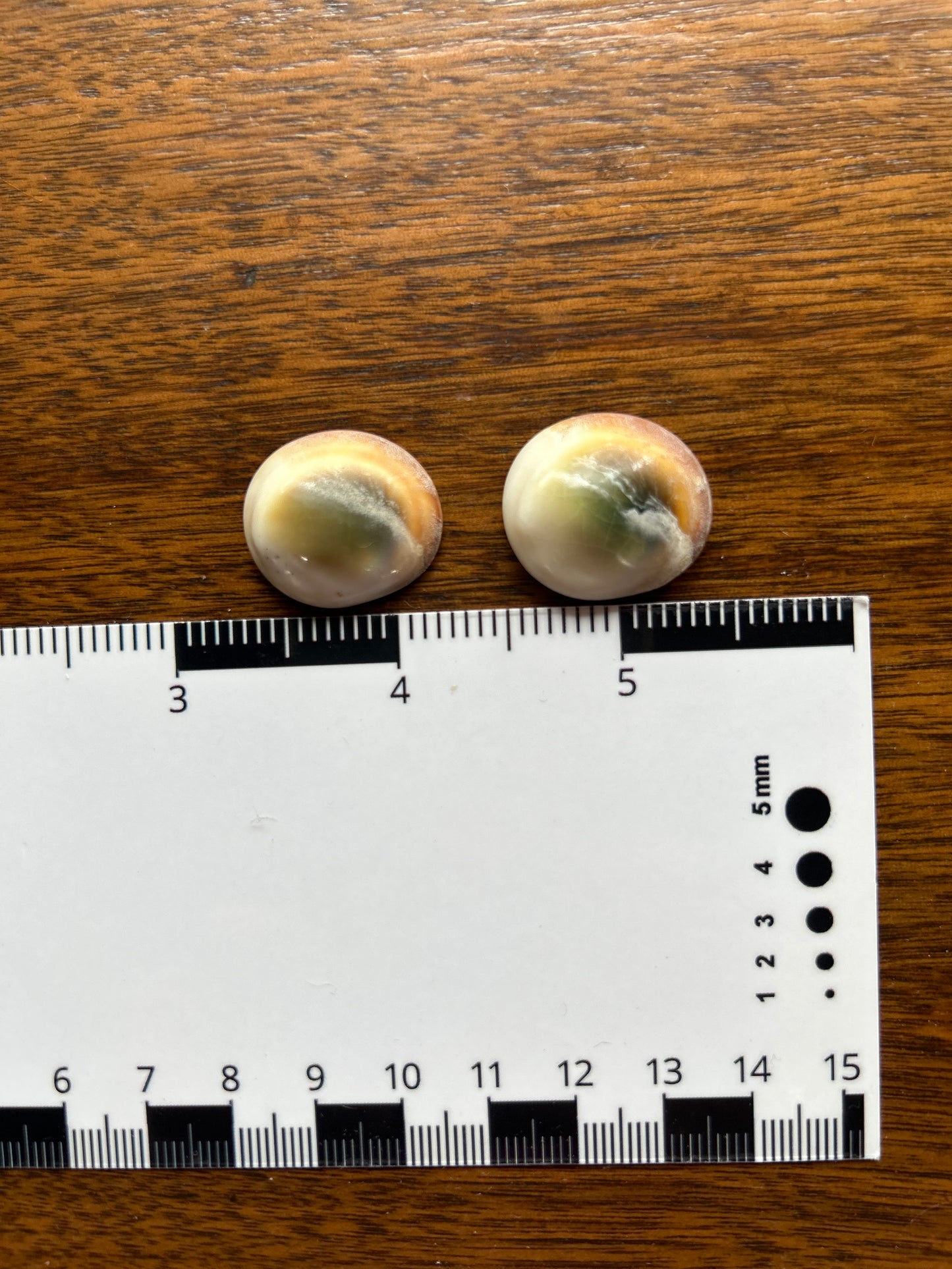 Turban Shell Operculum Eye of Shiva Pair (SH22)