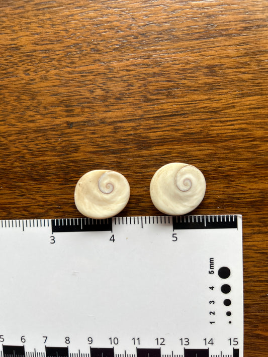 Turban Shell Operculum Eye of Shiva Pair (SH22)