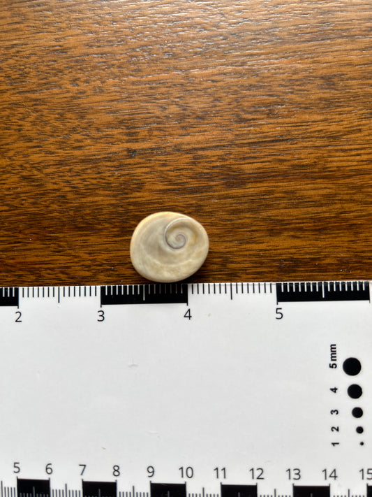 Turban Shell Operculum Eye of Shiva Single  (SH30)