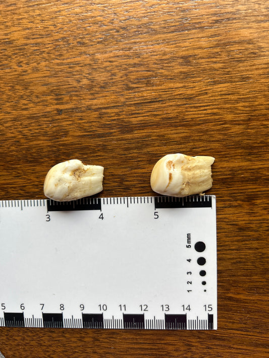 Bull Elk Teeth Pair (Vintage) EB12