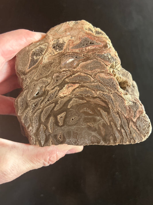 Fossil Cycad Cretaceous Cycadeoidea sp. 3.5 in x 4 in CY62