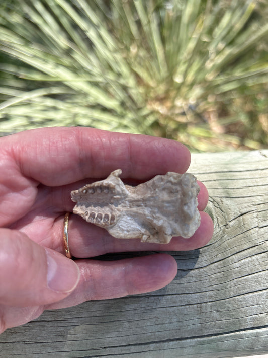 Leptictis Skull (BU 851)
