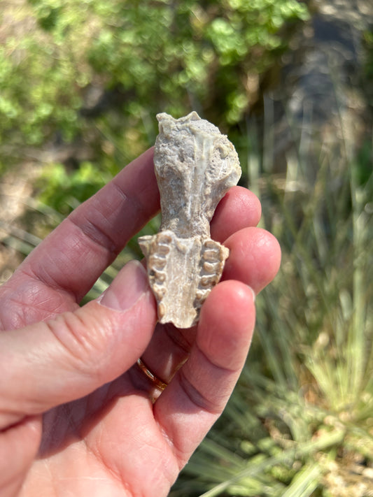 Leptictis Skull (BU 850)