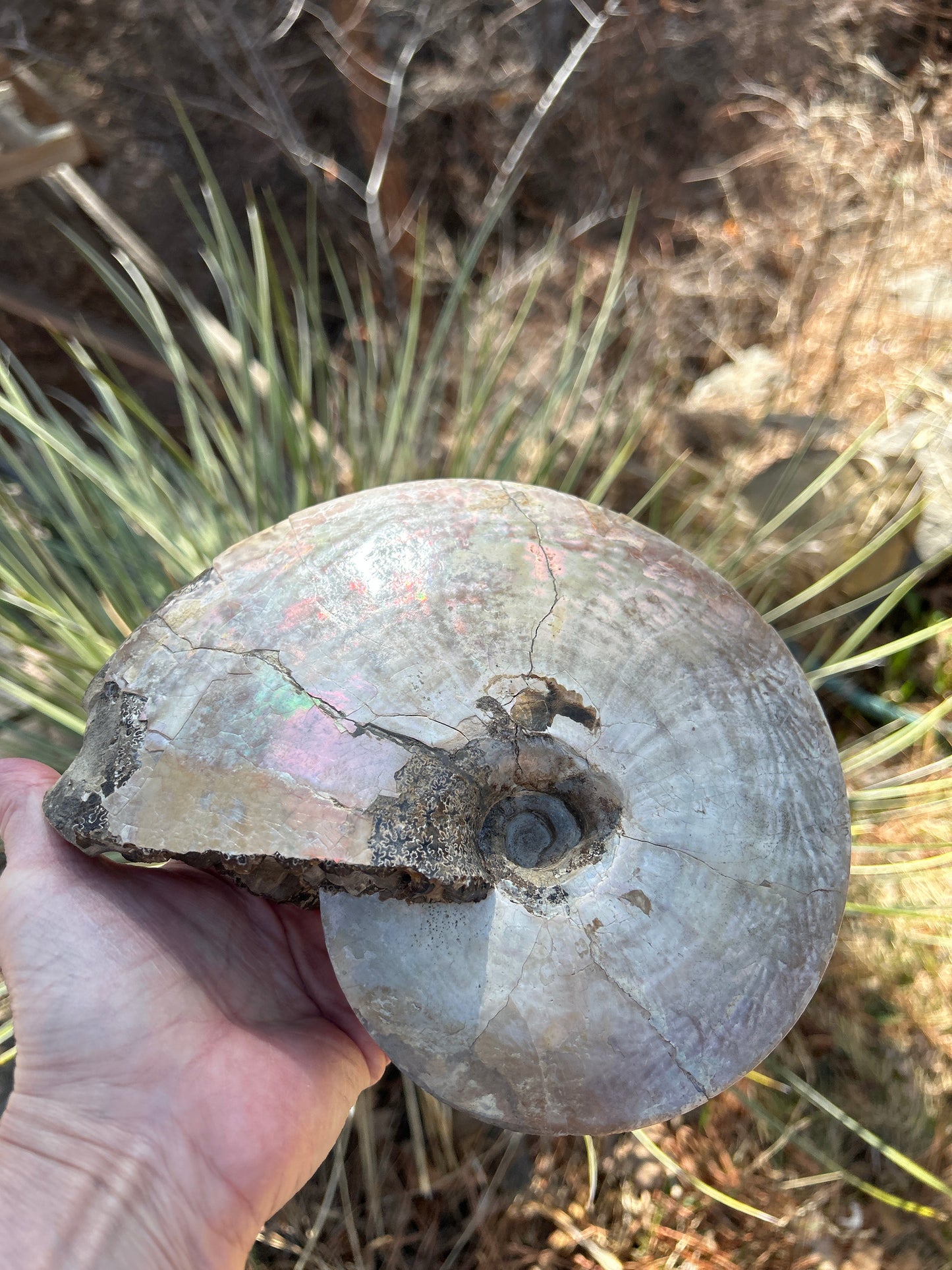 Placenticeras meeki ammonite 8 in x 7 in AP73