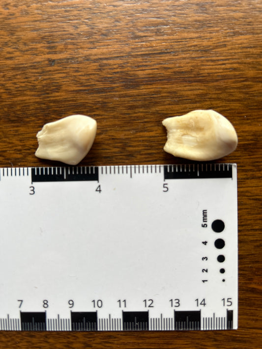 Bull Elk Teeth Pair (Vintage) EB11