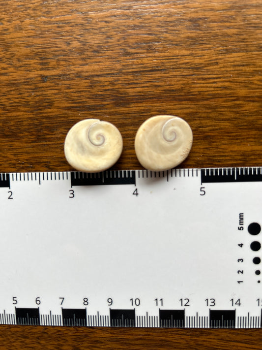 Turban Shell Operculum Eye of Shiva Pair (SH23)