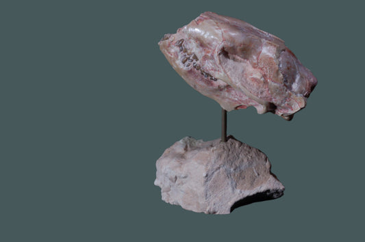 Leptictis Skull with stand (BU797)