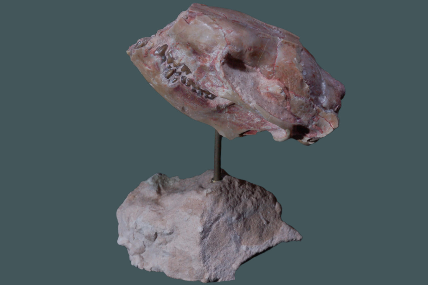 Leptictis Skull with stand (BU797)