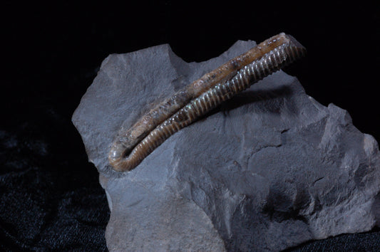 Solenoceras, Ammonite (BU791)