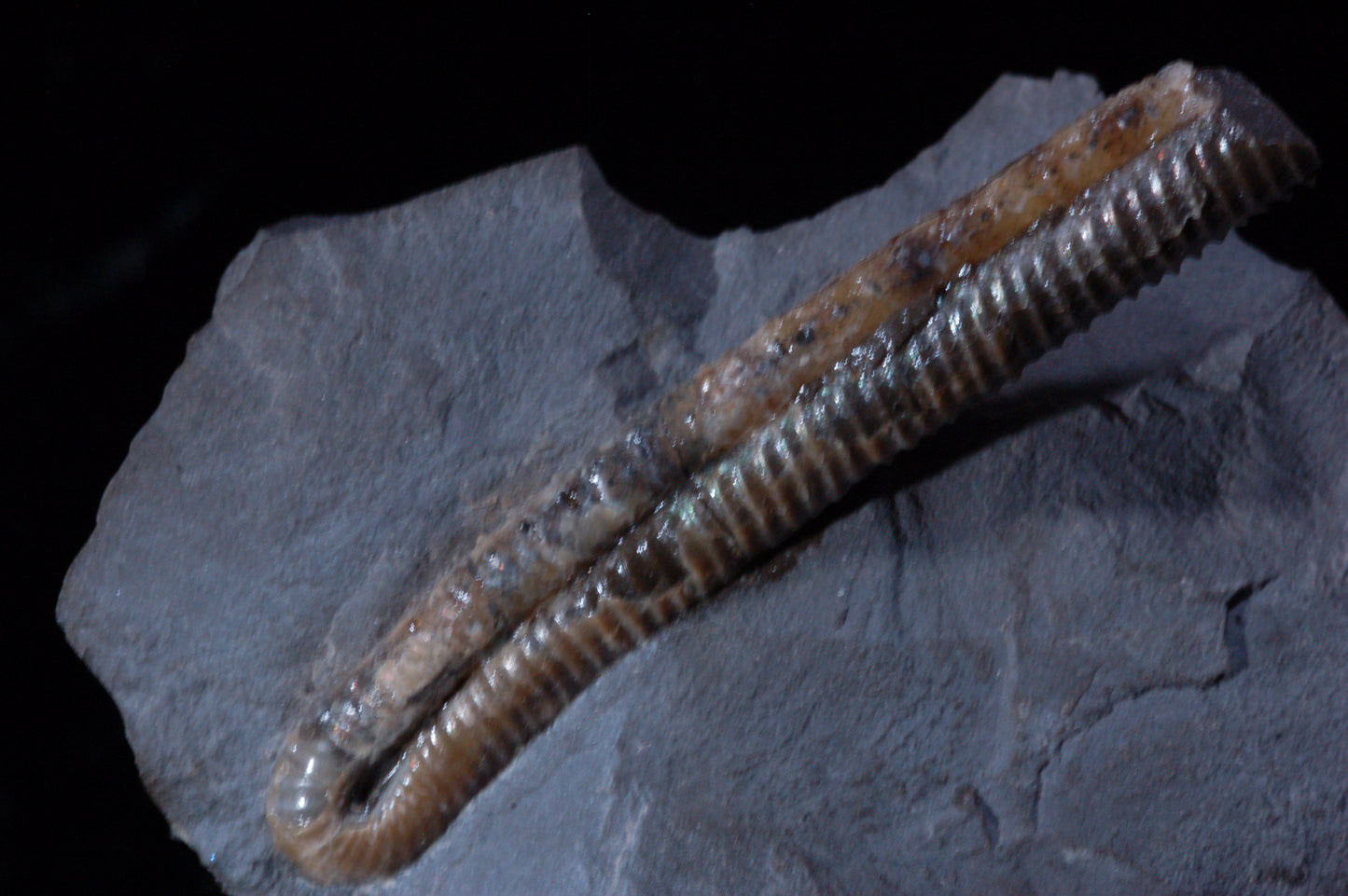 Solenoceras, Ammonite (BU791)